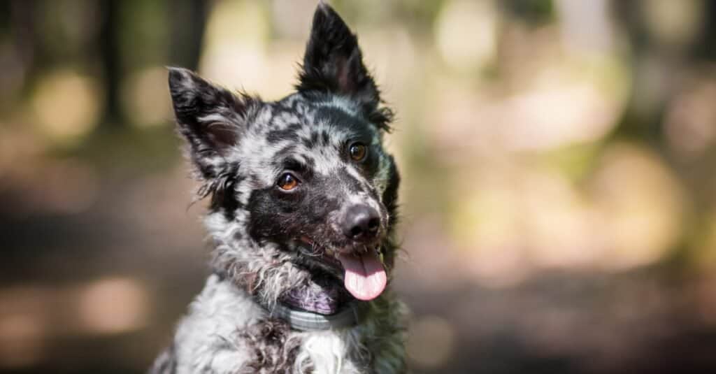 Mudi dog in the forest.