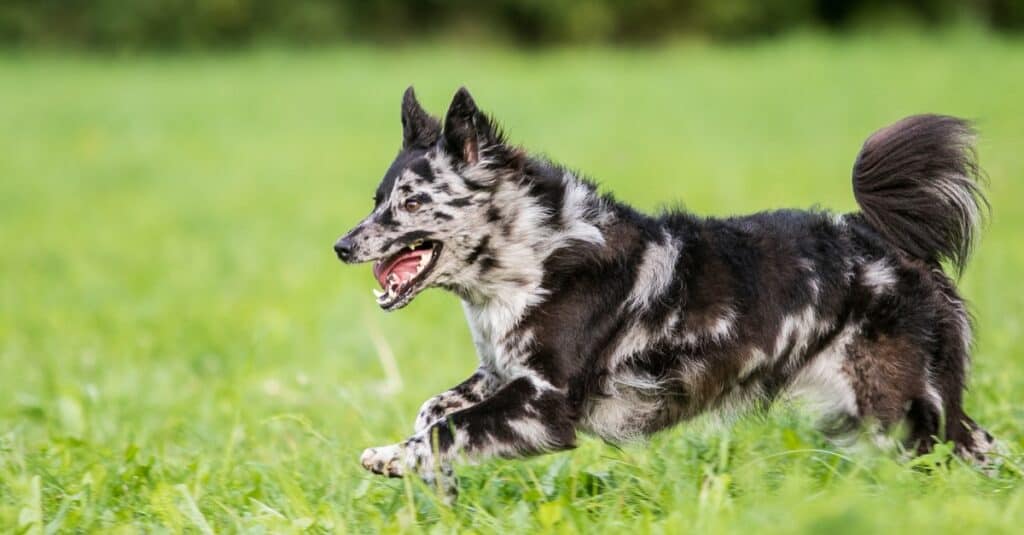 Merle Mudi running on green grass.