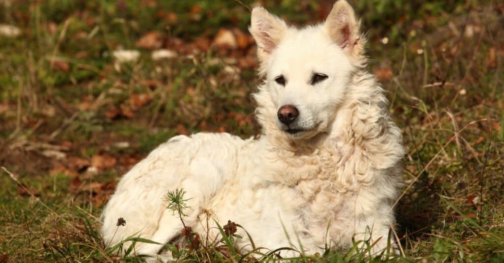 A white Hungarian herding dog, Mudi, lying in a field.
