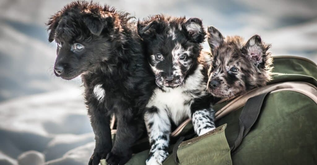 Cute Mudi puppies playing in a bag.