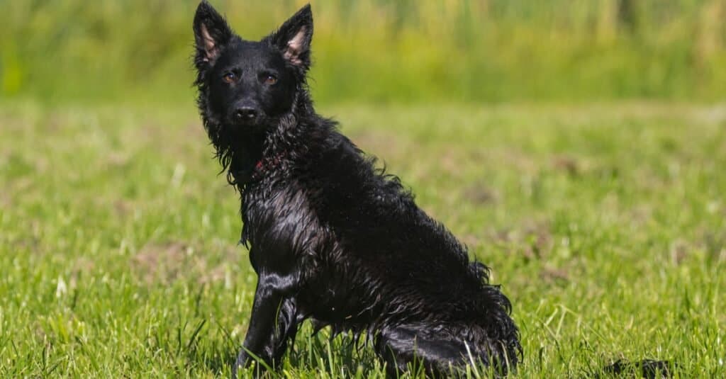 Stunning nice totally black Hungarian Mudi, outside on a sunny summer day with green grass background.