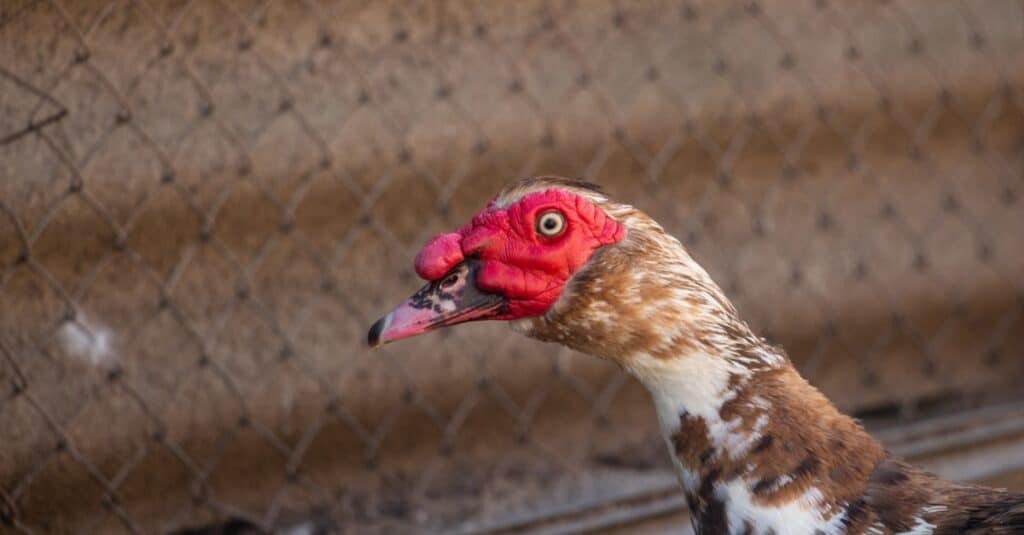 Muscovy Duck