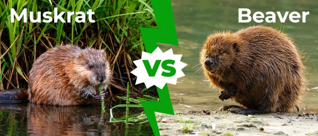 Muskrat vs Beaver - 1050 X 450 X