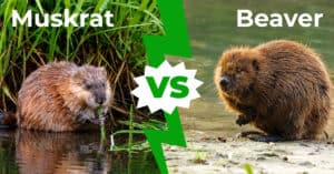 Muskrat vs Beaver: 6 Key Differences Explained Picture