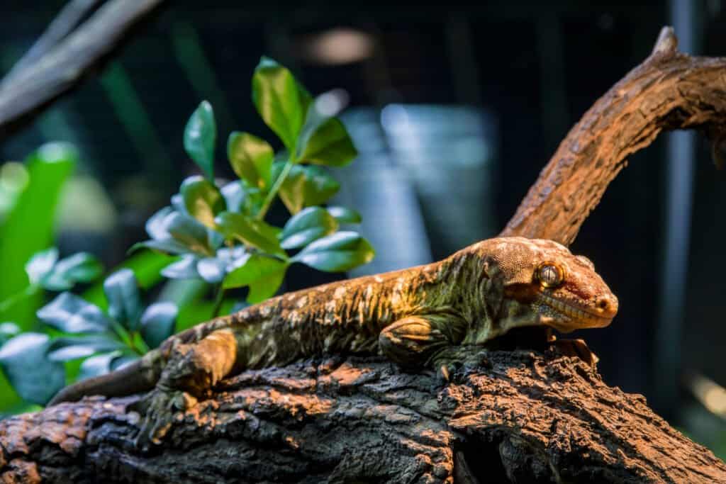 What do geckos eat - New Caledonian 