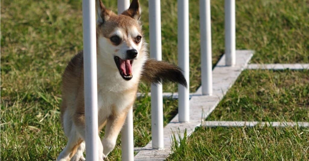 Norwegian Lundehund weaving through weave poles at a dog agility trial.