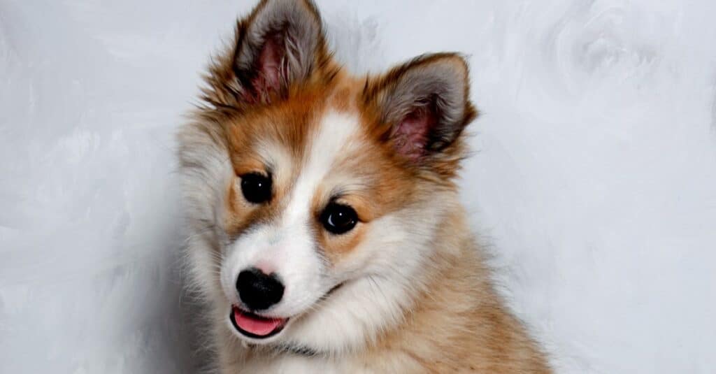 Norwegian Lundehund is sitting and looking. Some people also call it a Norwegian Puffin Dog.