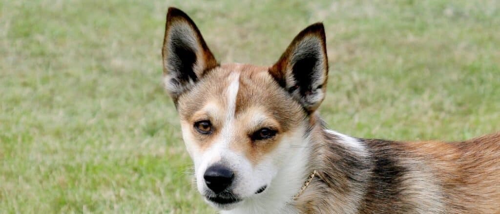 Norwegian Lundehund close-up