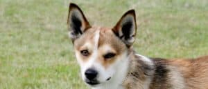 Norwegian Lundehund close-up