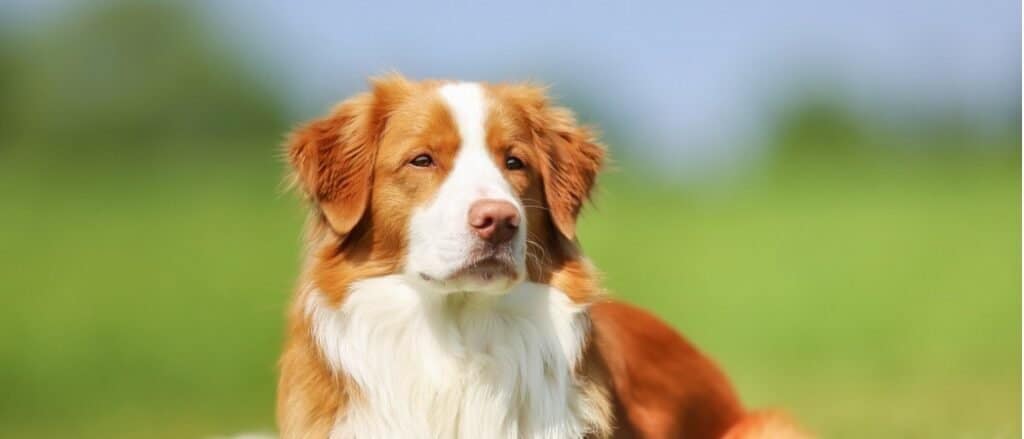 Nova Scotia Duck Tolling Retriever close-up