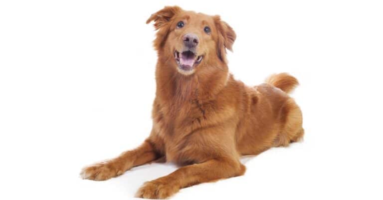 Nova Scotia Duck Tolling Retriever isolated on a white background