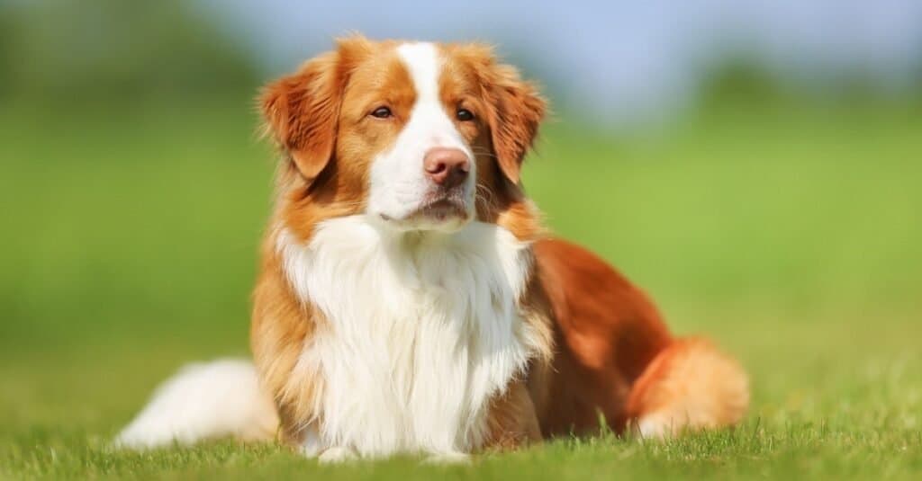 Purebred brown and white Nova Scotia Duck Tolling Retriever.