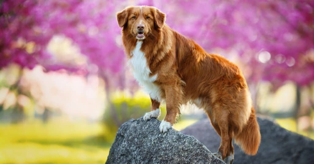 Nova scotia duck tolling retriever dog standing on a rock on sunny spring day.
