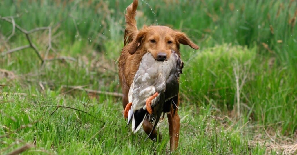 A Nova Scotia Duck Tolling Retriever (NSDTR or Toller) retrieving a mallard duck.