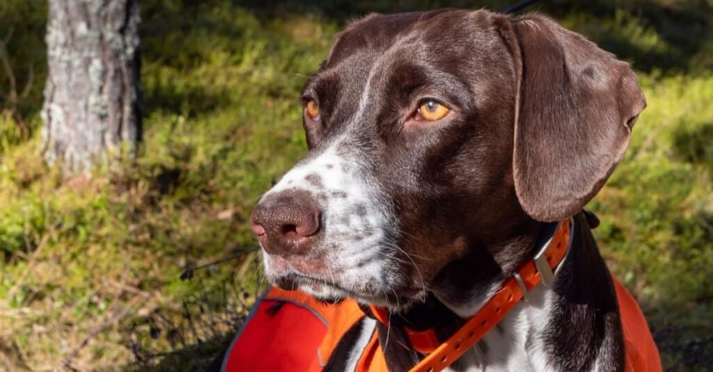 Frequent What is the smallest pointer dog?