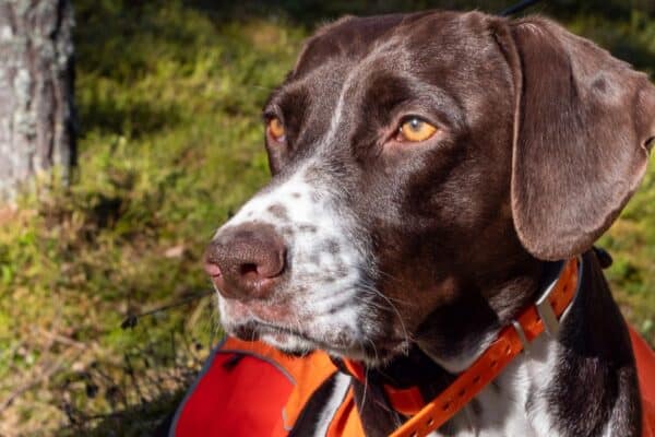 The Old Danish Pointer is a calm, steady dog with an incredible amount of determination and bravery.