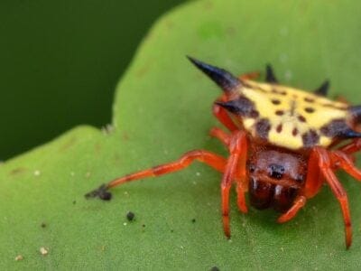 A Orb Weaver