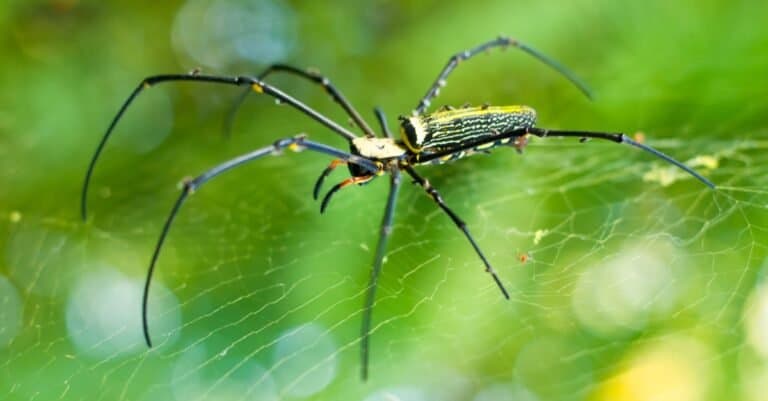 Beautiful golden orb weaver spider in the forest.