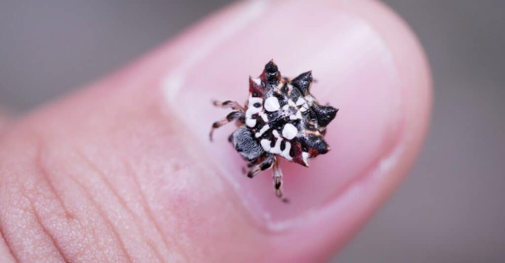 Tiny Orb Weaver on a person's finger.