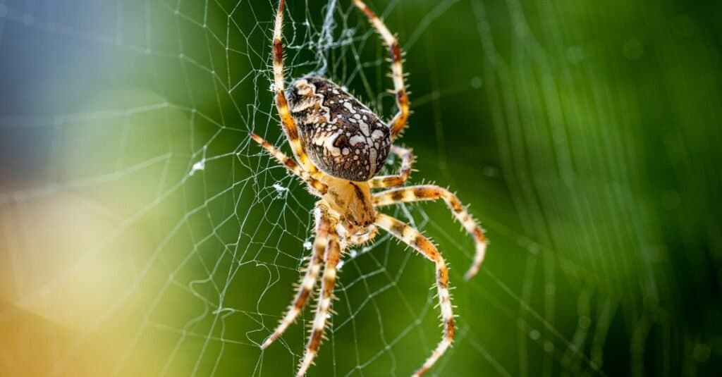 Orb Weaver (Araneus diadematus) sitting in a spider web.