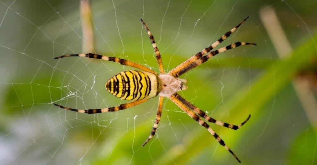 Yellow Orb Weaver in his web in the garden.