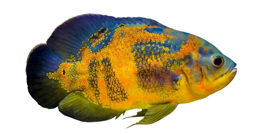 isolated Oscar fish