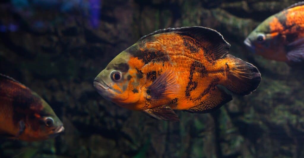 Oscar fish swimming in dark water