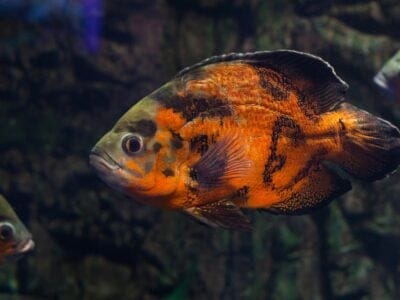 A Astronotus ocellatus