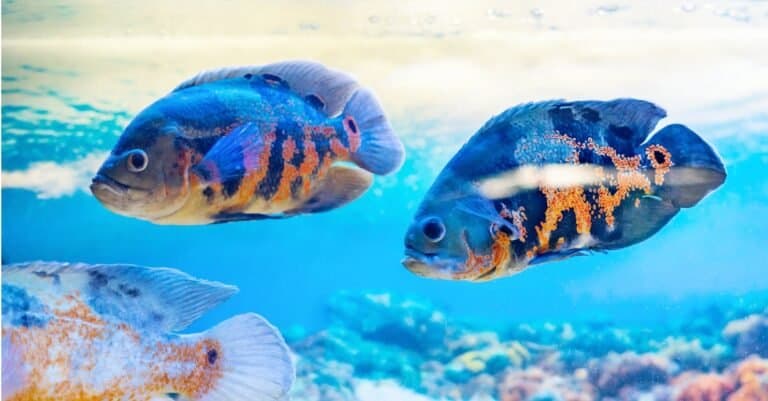 two oscar fish swimming in clear water