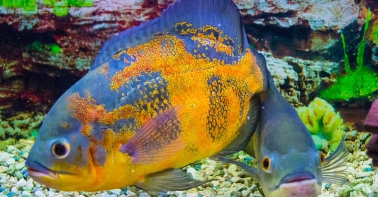 Oscar fish swimming at bottom of ocean floor