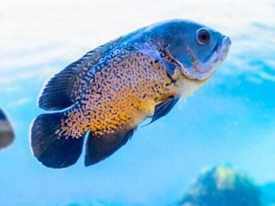A The 4 Best Foods For Oscar Fish