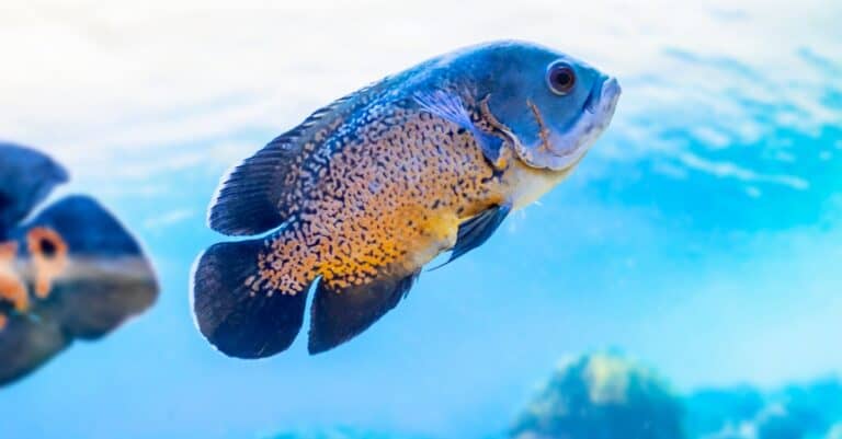 Oscar fish swimming upwards in clear water