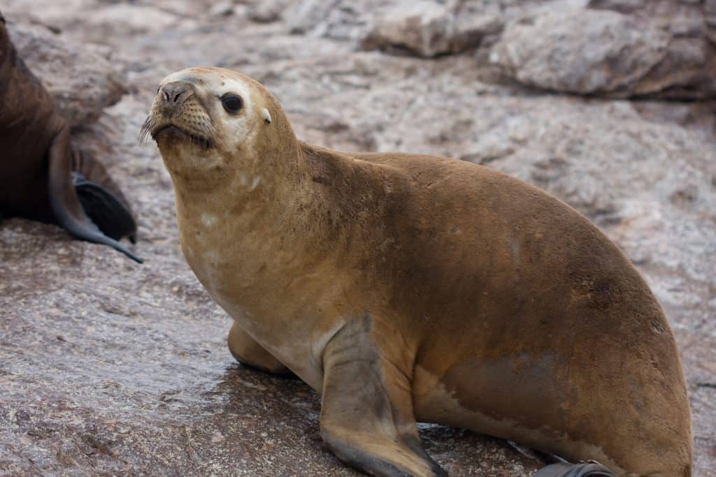 largest seals