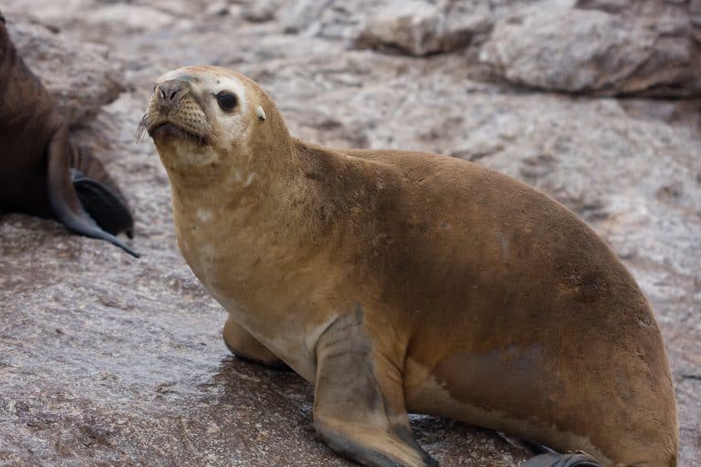 largest seals
