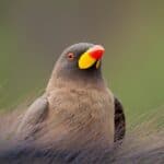 Oxpeckers