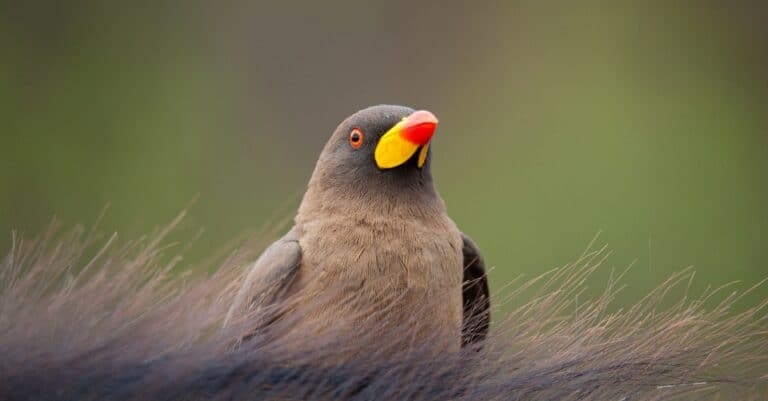 Birds that eat ticks: Oxpecker