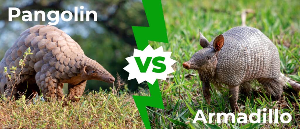Pangolin vs Armadillo