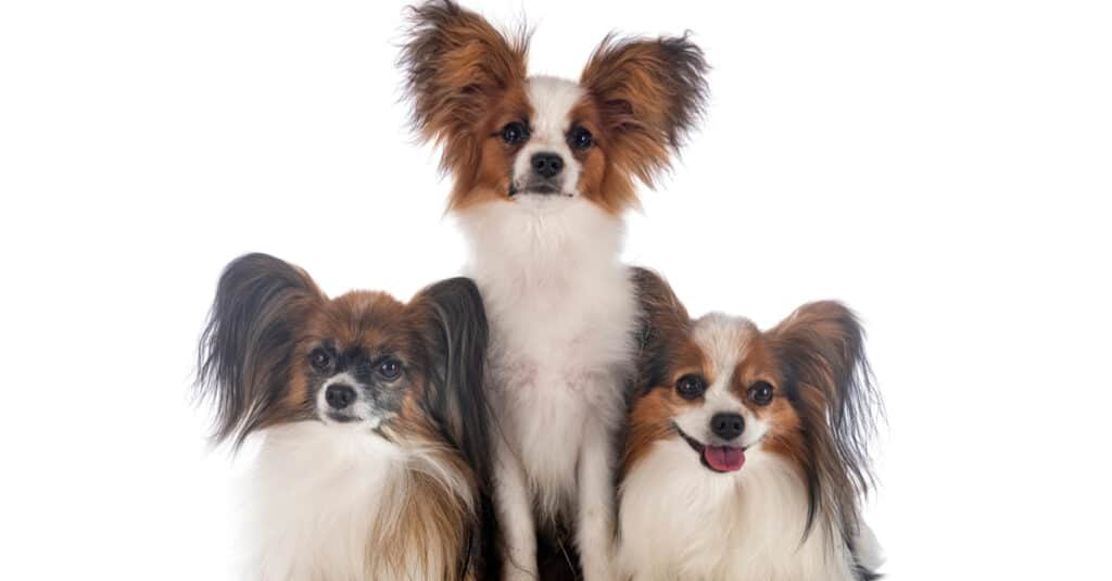 isolated Papillons