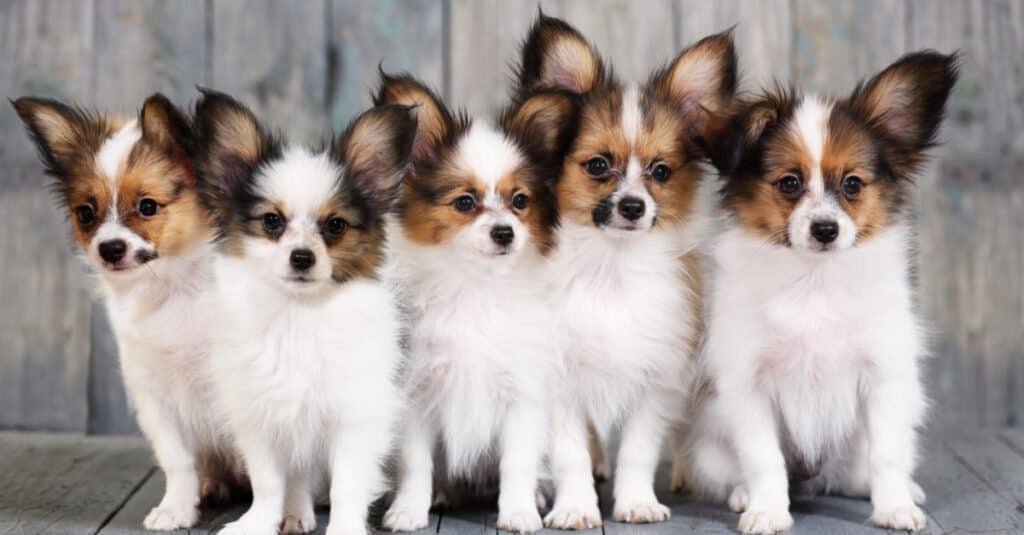 Papillon puppies with wooden background