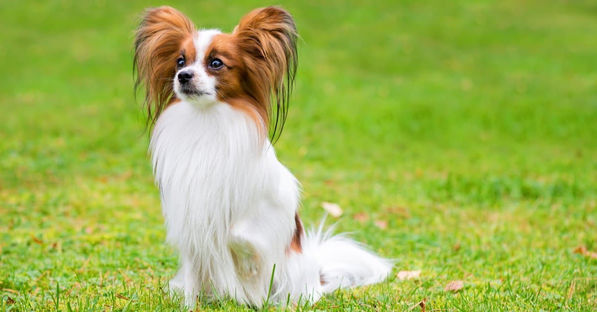 regal shot of a Papillon in the grass