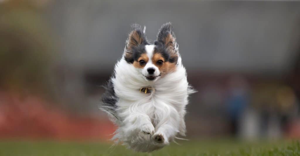 Papillon running and leaping in the air