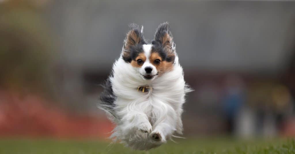 THE PAPILLON FULLY TRAINED SMALL DOG BREED 