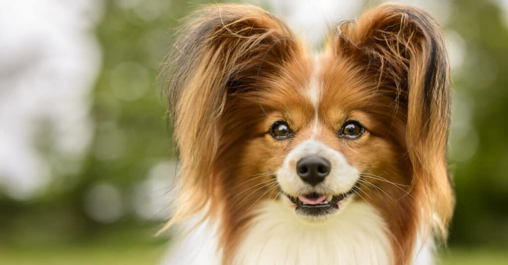 close up of a Papillon