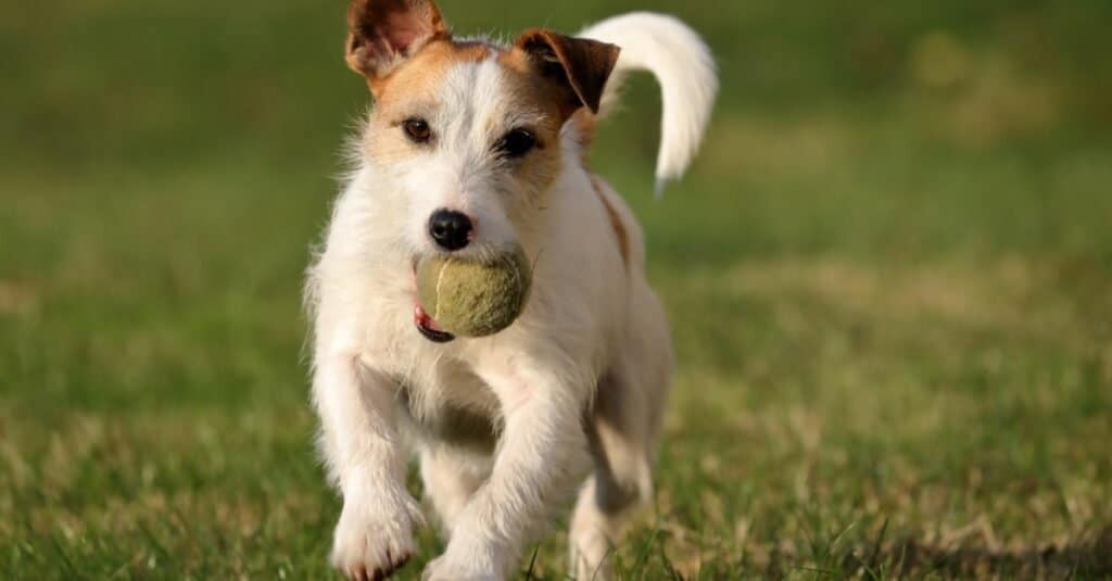 Types of terrier dogs