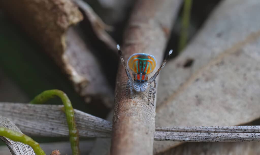 Peacock-spider-on-branch