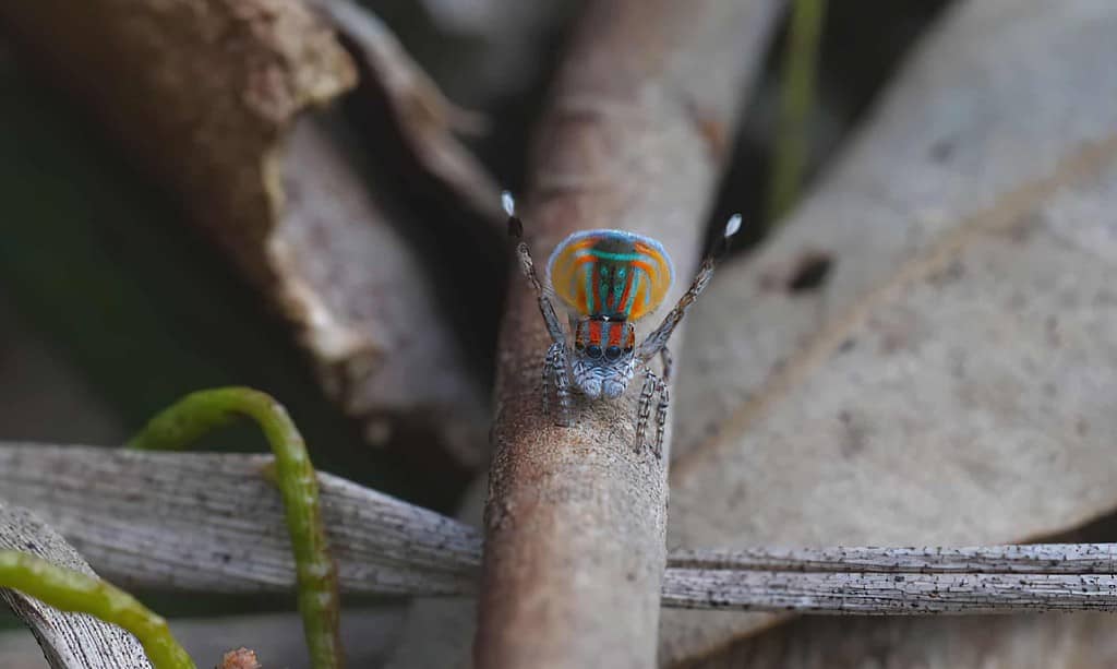 Male maratus volans peacock spider courtship display