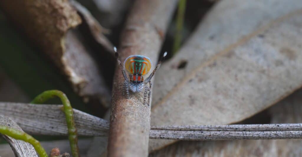 Male Maratus volans courtship display. M. volans is an Australian peacock spider.