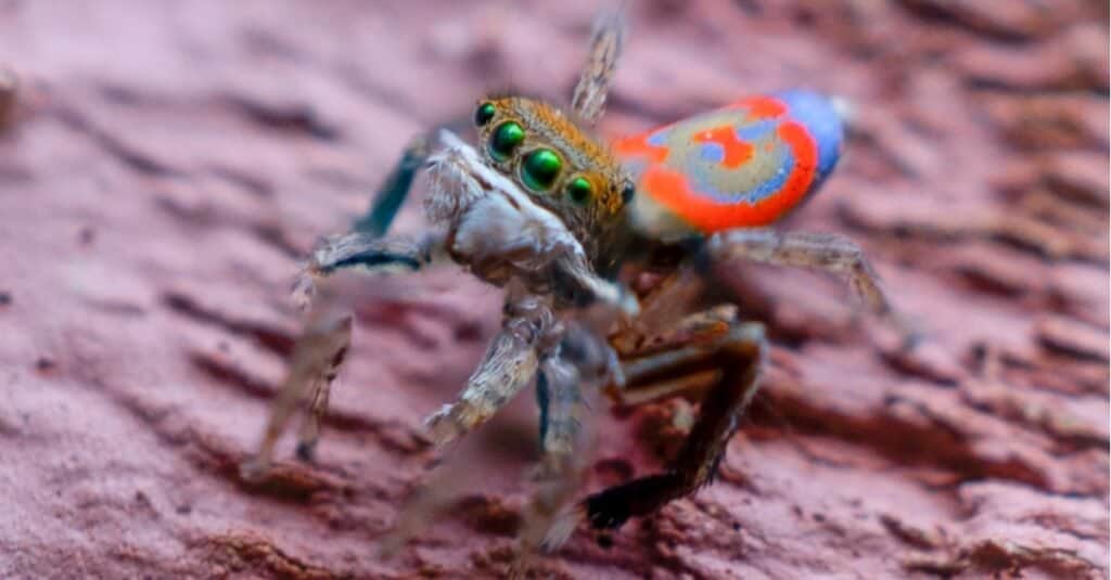 peacock jumping spider