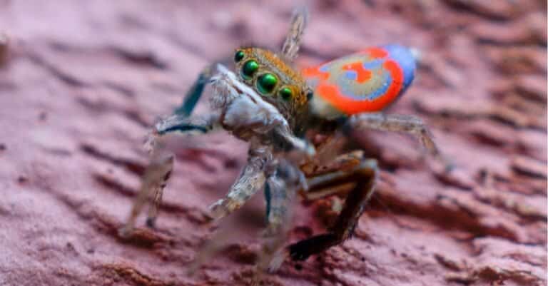 A curious common peacock spider.