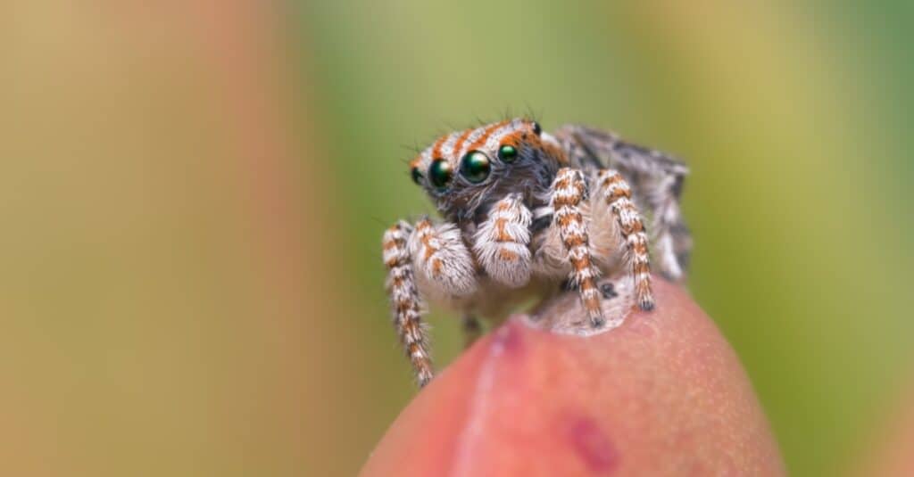 Male peacock jumping spider (Maratus tasmanicus) on Carpobrotus plant.